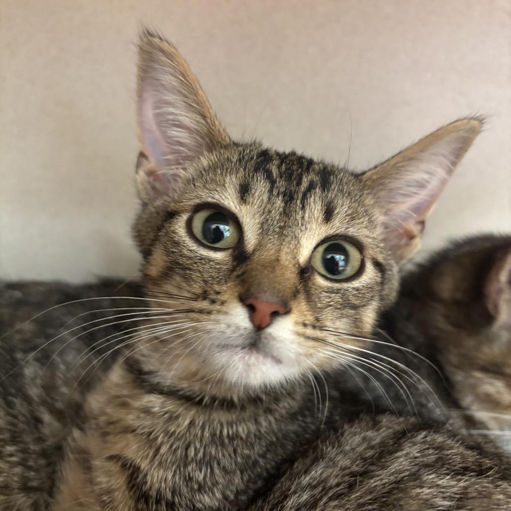 Laney, adopted, Kitten Male Domestic Short Hair.