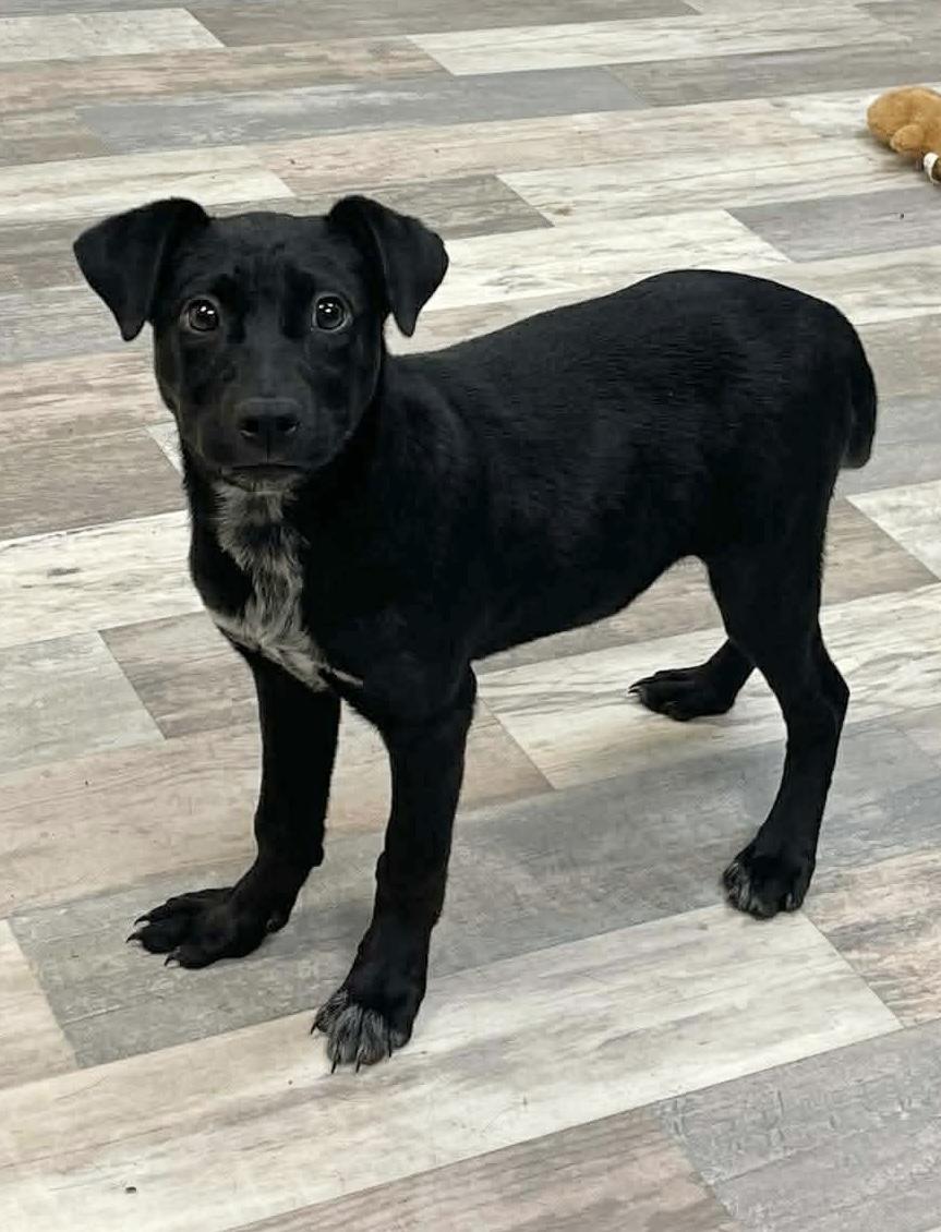 Enlarge Shiloh , a ADOPTABLE mixed breed in Lufkin, TX image 4/4