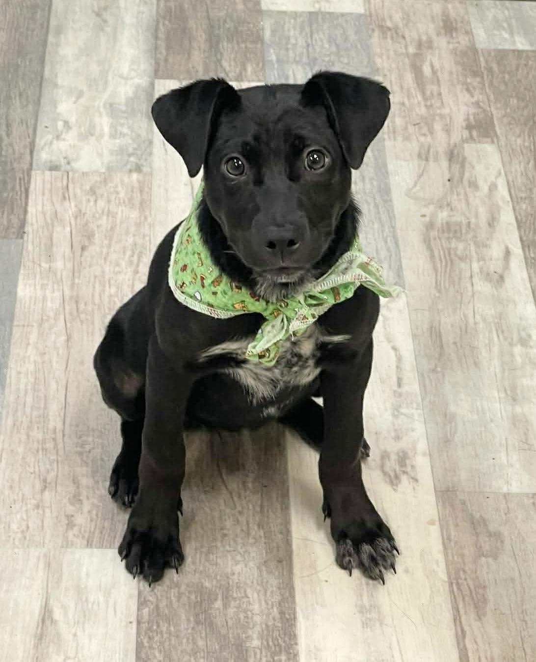 Enlarge Shiloh , a ADOPTABLE mixed breed in Lufkin, TX image 2/4