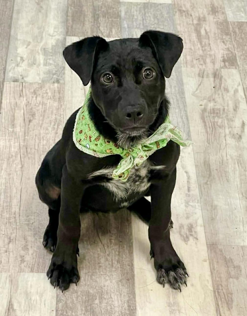 Enlarge Shiloh , a ADOPTABLE mixed breed in Lufkin, TX image 1/4