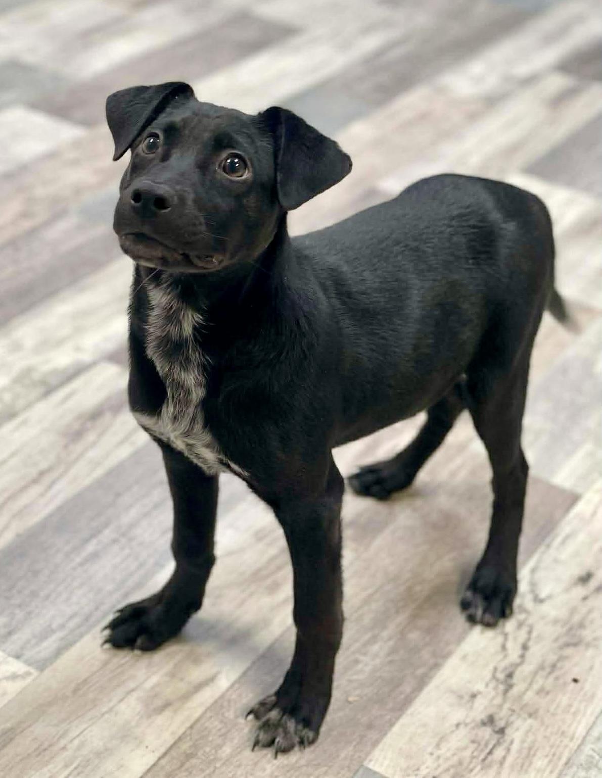 Enlarge Shiloh , a ADOPTABLE mixed breed in Lufkin, TX image 3/4