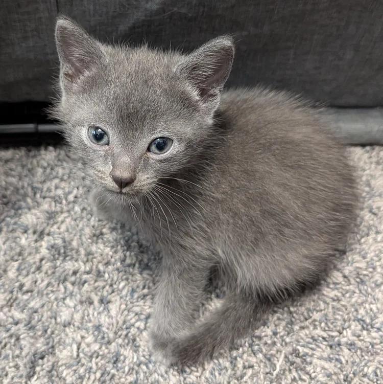 Mica, ADOPTABLE, Kitten Male Domestic Short Hair.