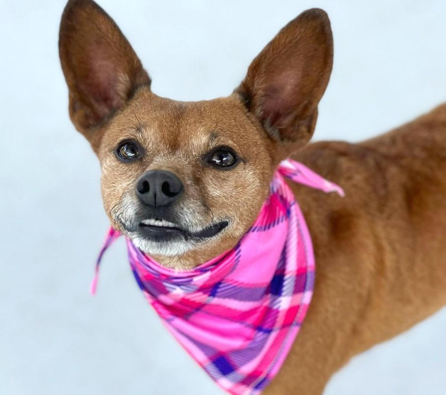 Cinnamon - her paw tells a story, her heart tells the rest! She is younger than she looks!