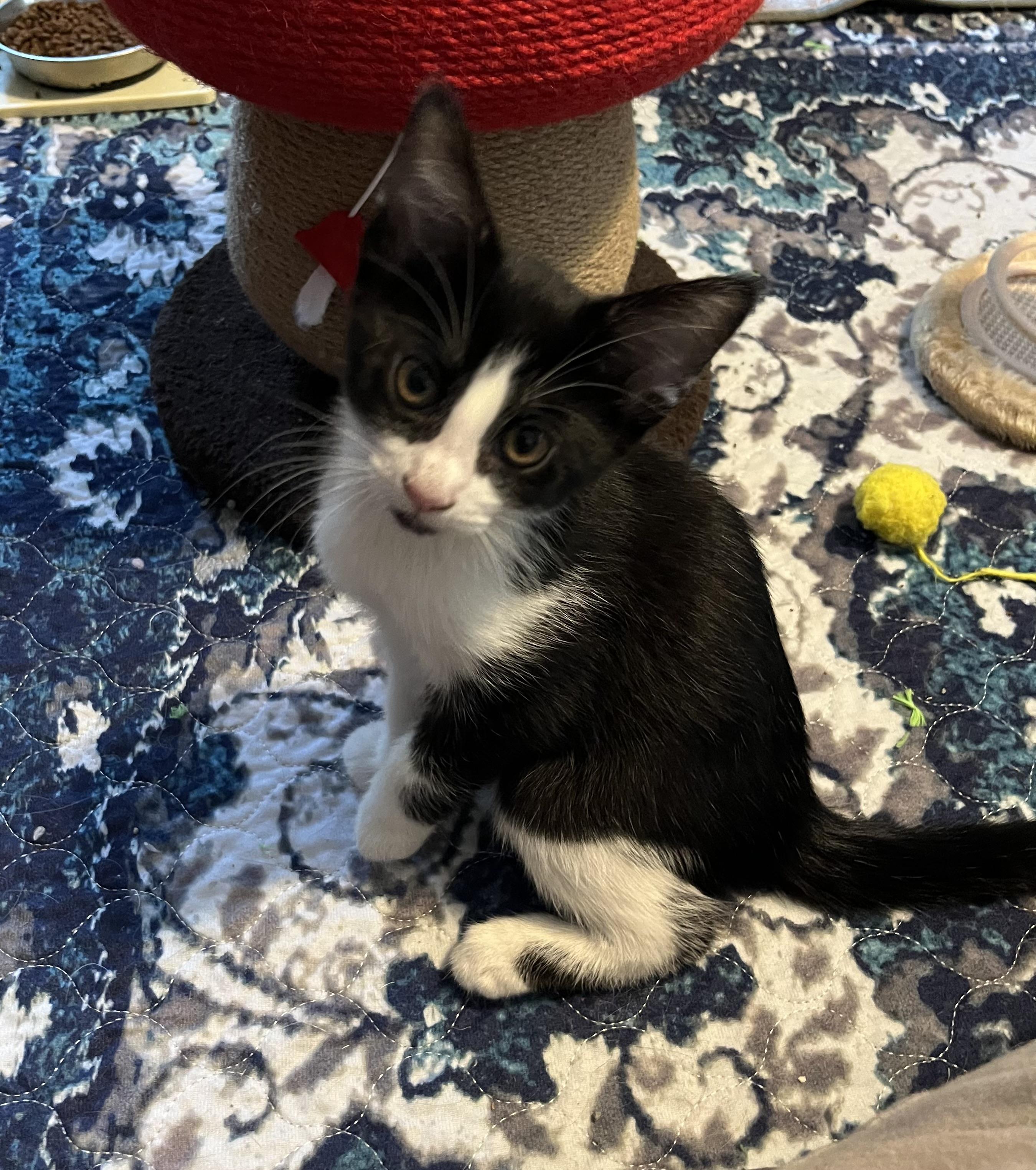 Derpy, adopted, Kitten Male Tuxedo.