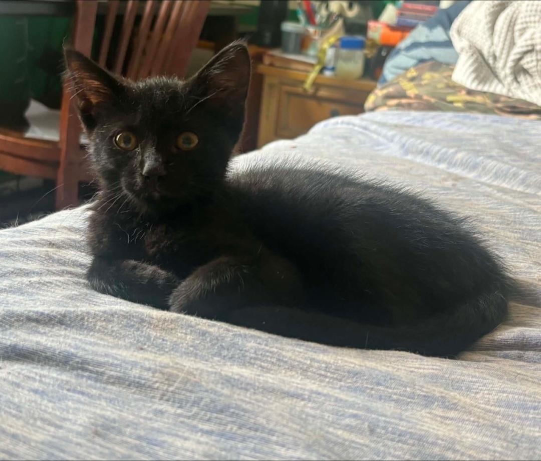 Enlarge Raven, a Adoptable Domestic Short Hair in Lincoln, NE image 4/6