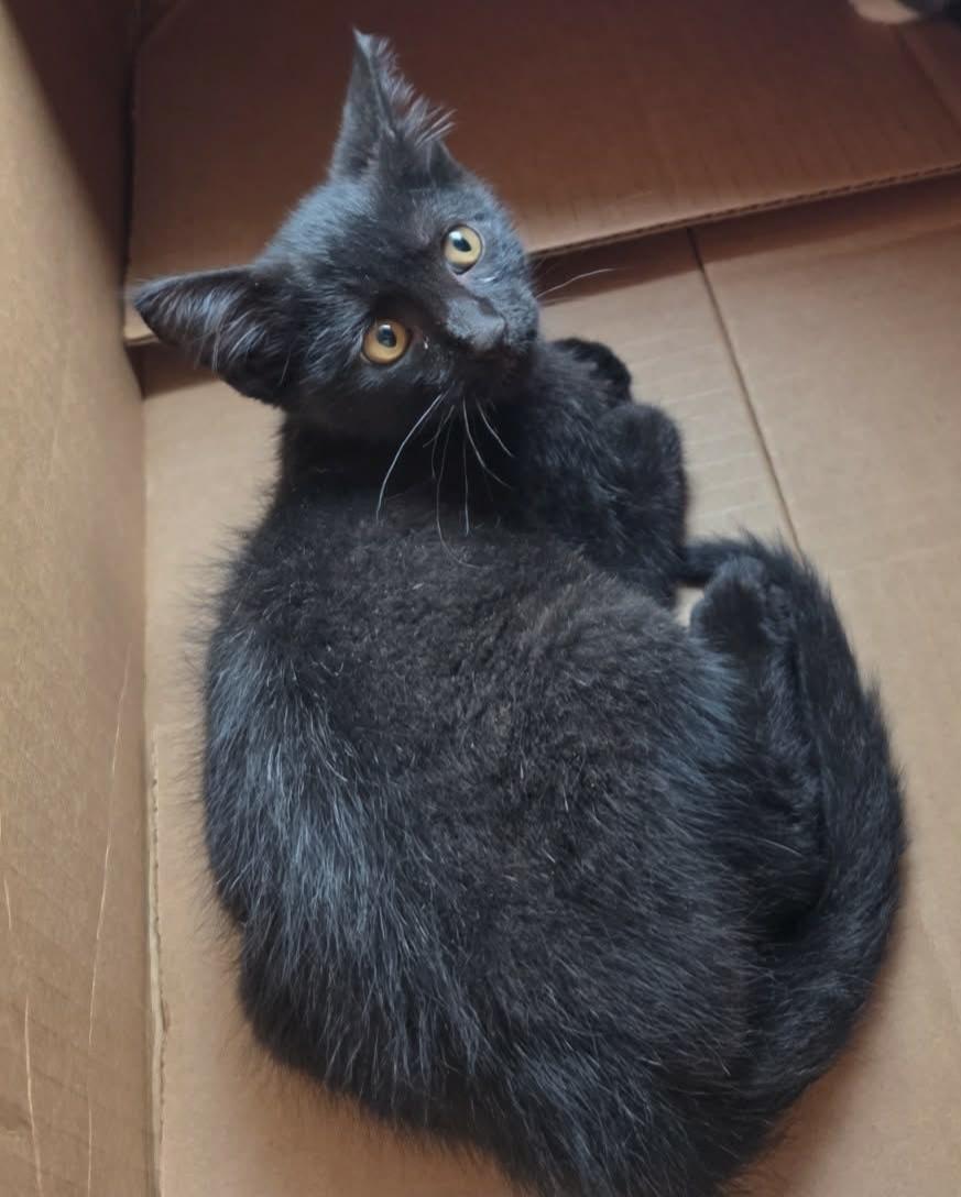 Enlarge Raven, a Adoptable Domestic Short Hair in Lincoln, NE image 2/6