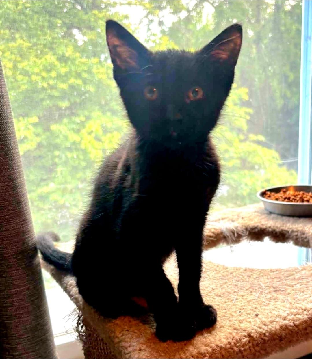 Enlarge Raven, a Adoptable Domestic Short Hair in Lincoln, NE image 5/6