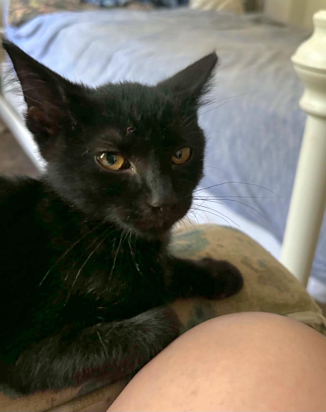 Enlarge Raven, a Adoptable Domestic Short Hair in Lincoln, NE image 6/6