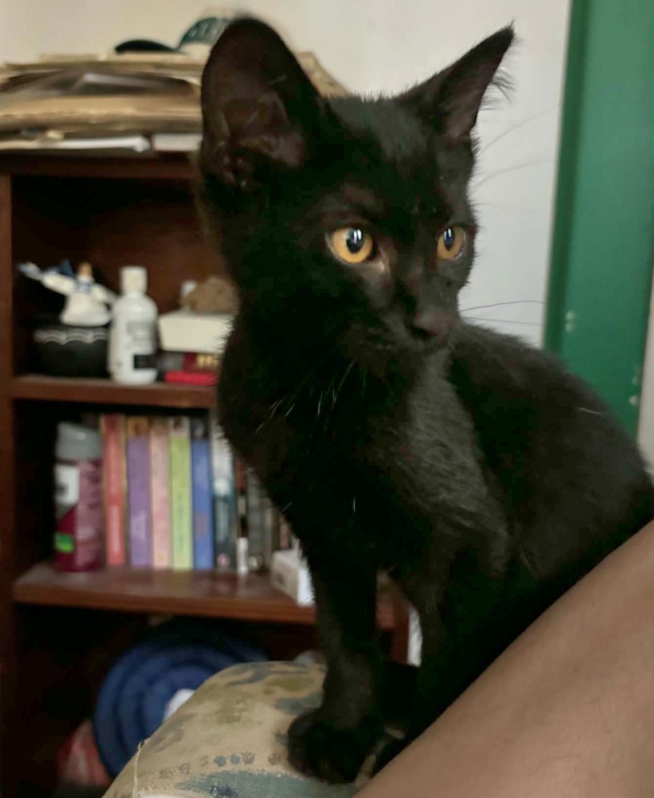Raven, Adoptable, Kitten Male Domestic Short Hair.