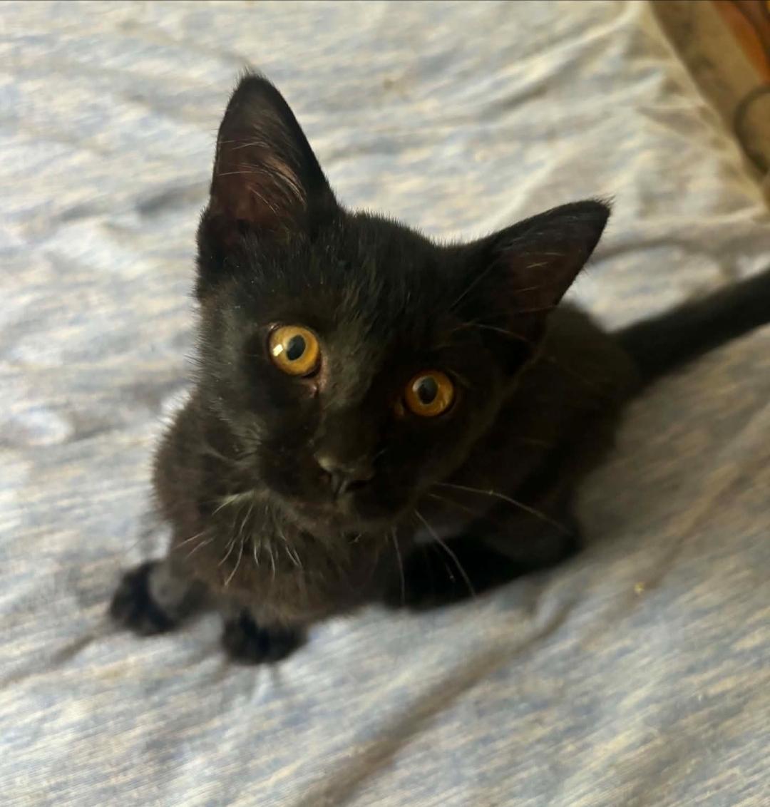 Enlarge Raven, a Adoptable Domestic Short Hair in Lincoln, NE image 3/6