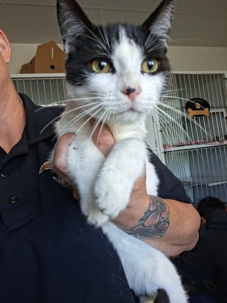 Enlarge Figaro, a Adoptable mixed breed in Tulare, CA image 1/1