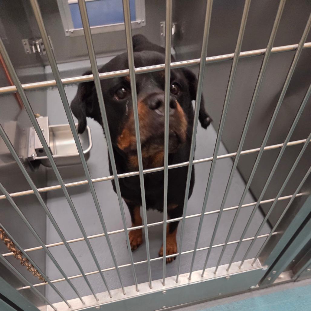 Chloe, Adoptable, Adult Female Rottweiler & Mixed Breed.