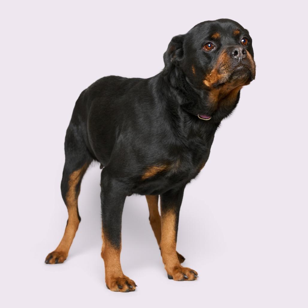 Enlarge Chloe, a Adoptable mixed breed in Clarksville, TN image 3/6