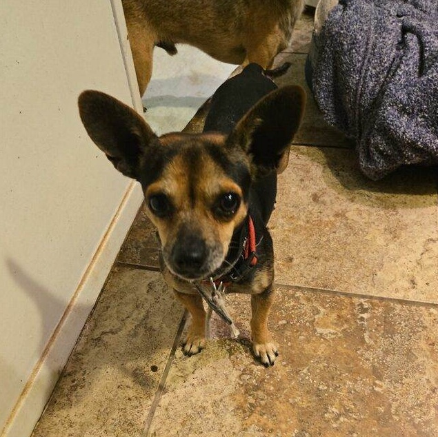 Enlarge Little Man, a Adoptable Chihuahua in Fort Worth, TX image 1/1