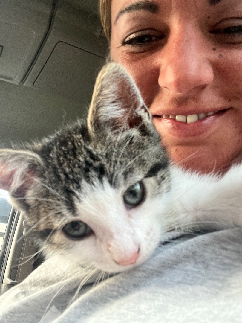 Charlie , Adopted, Kitten Male Tabby.