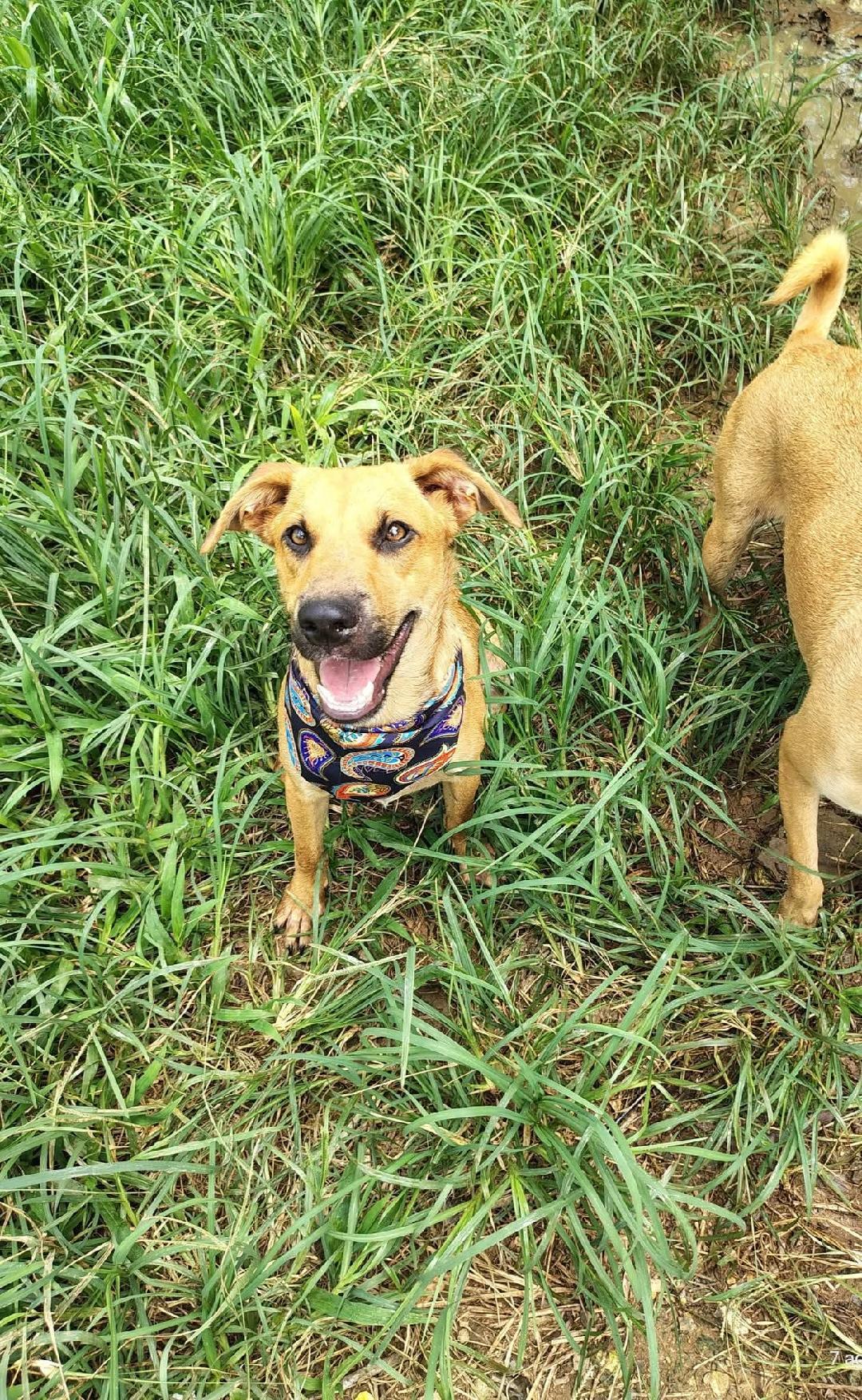 Enlarge Pauly, a Adoptable mixed breed in Albion, NY image 2/4