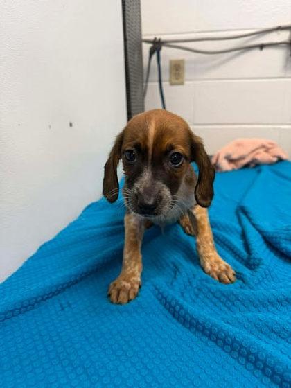 Ricardo, Adoptable, Adult Male Beagle & Mixed Breed.