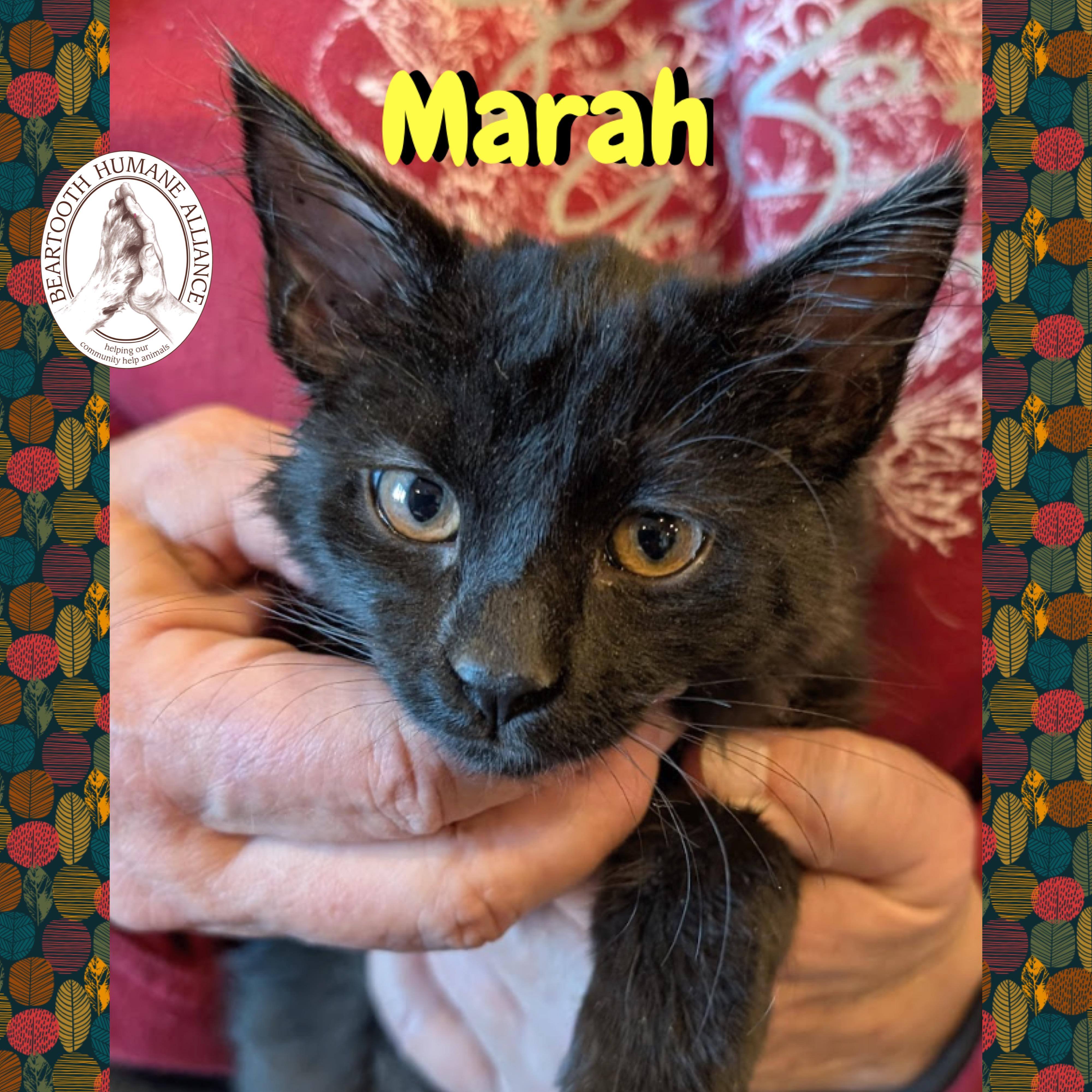 Marah, a Adoptable mixed breed in Red Lodge, MT image 2/2
