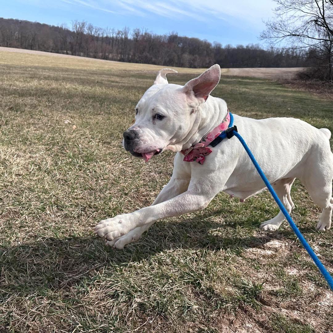 Enlarge Marley, a Adoptable American Bulldog in Parkton, MD image 5/6