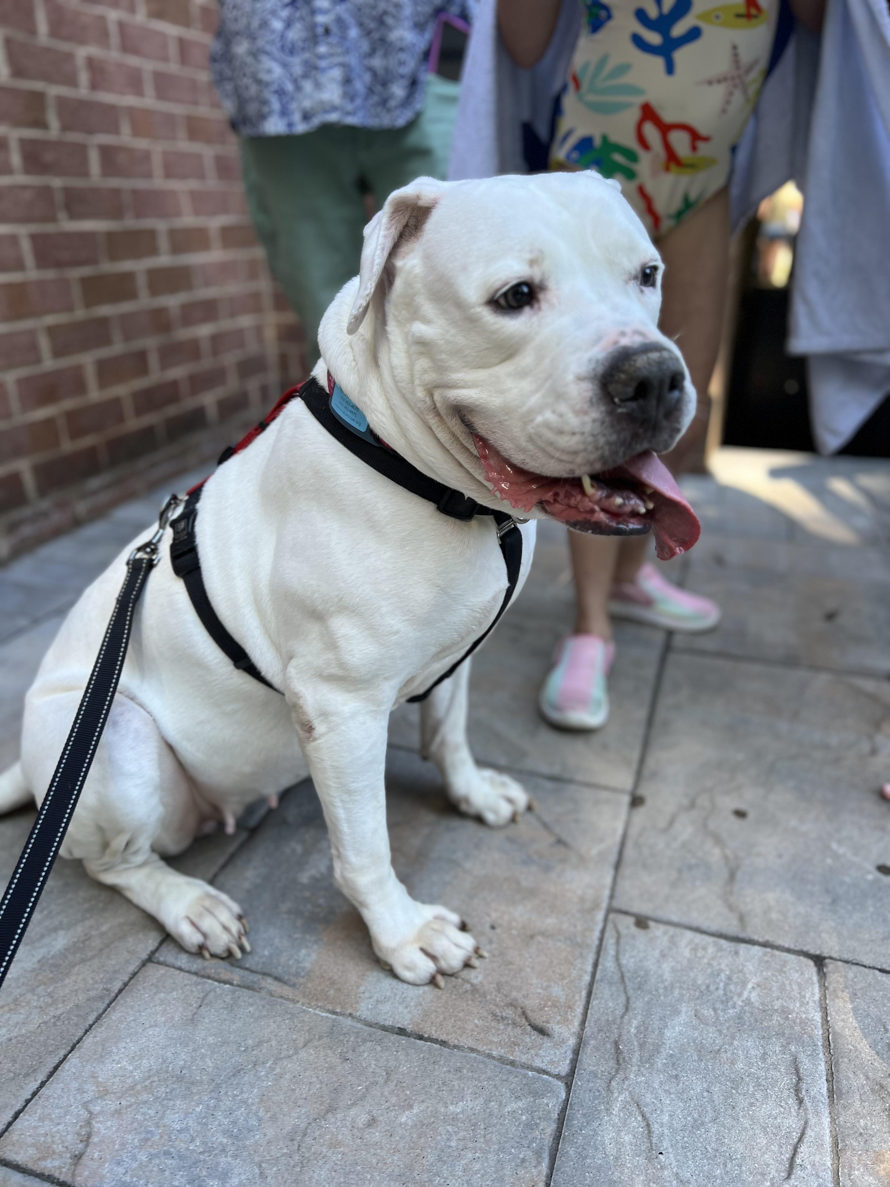 Marley, Adoptable, Senior Female American Bulldog.