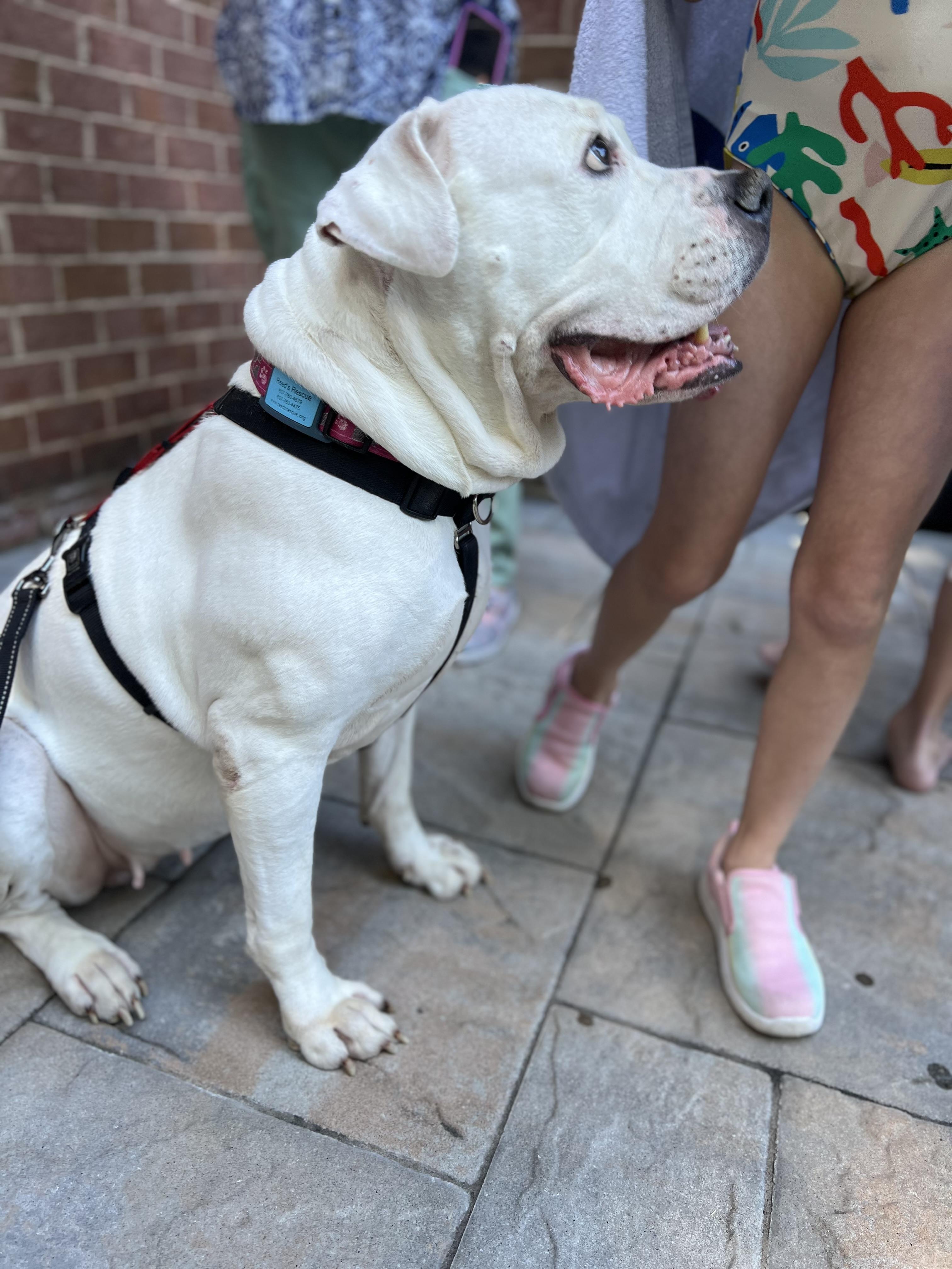 Enlarge Marley, a Adoptable American Bulldog in Parkton, MD image 3/6