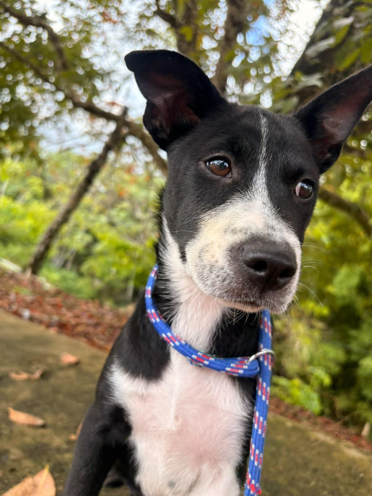 Mimi, a ADOPTABLE Mixed Breed in Morristown, NJ image 4/4