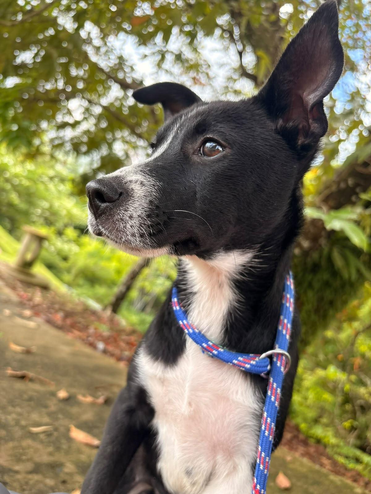 Mimi, a ADOPTABLE Mixed Breed in Morristown, NJ image 2/4
