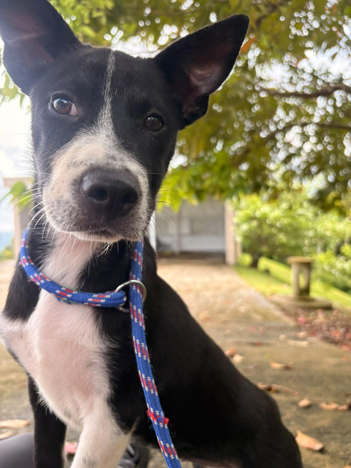 Mimi, a ADOPTABLE Mixed Breed in Morristown, NJ image 3/4