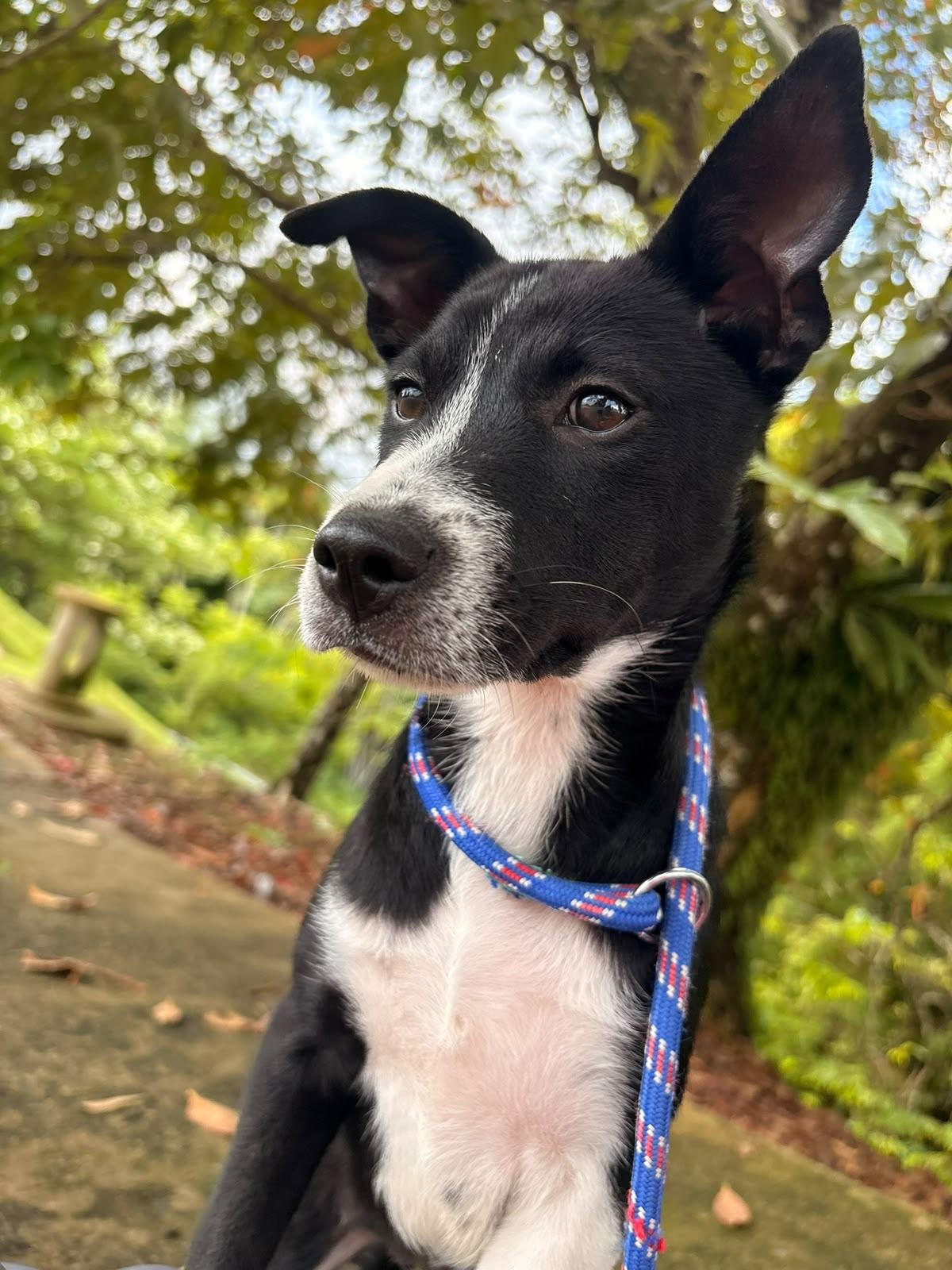 Mimi, a ADOPTABLE Mixed Breed in Morristown, NJ image 1/4
