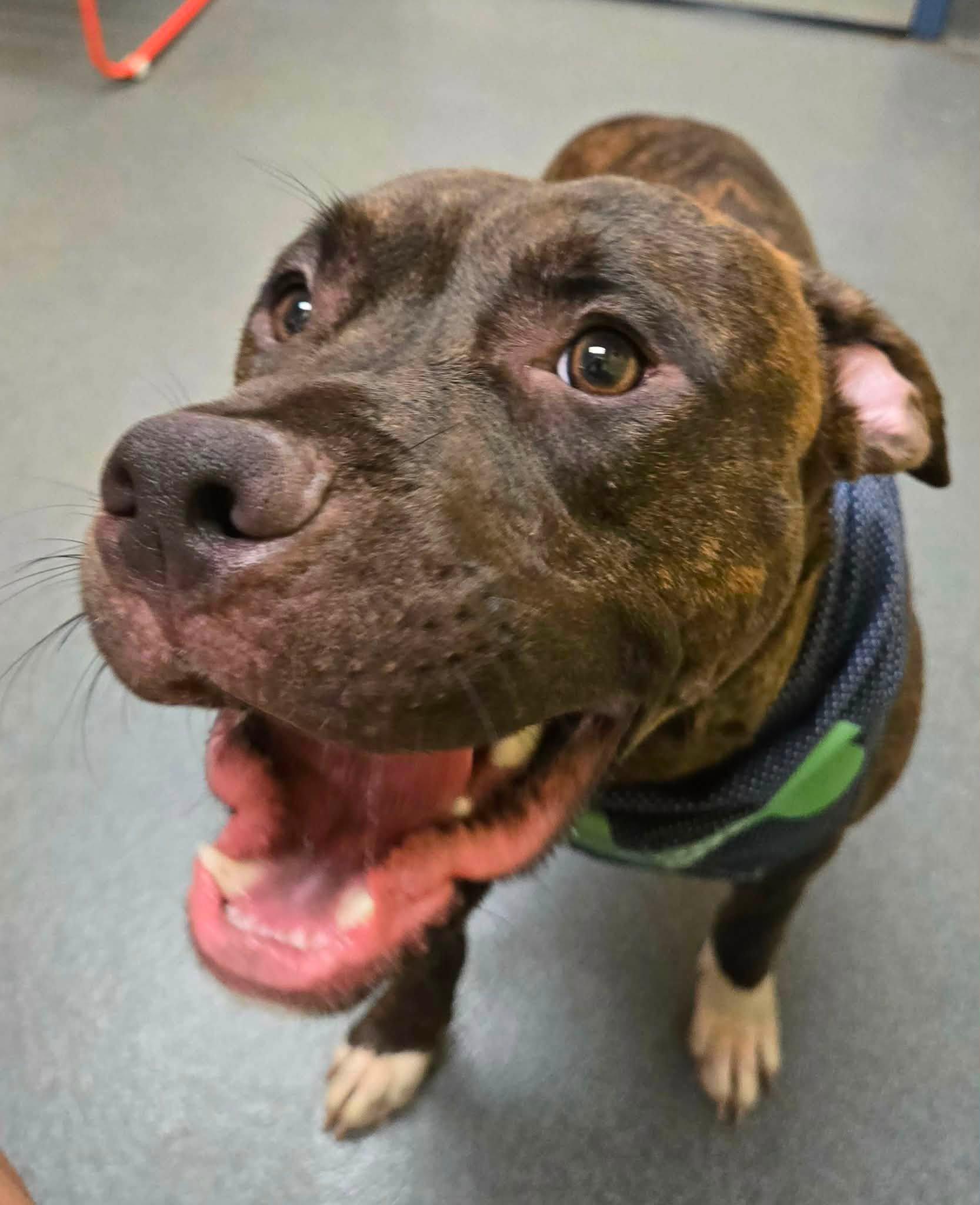 Gentry, a ADOPTABLE mixed breed in Amherst, VA image 3/4