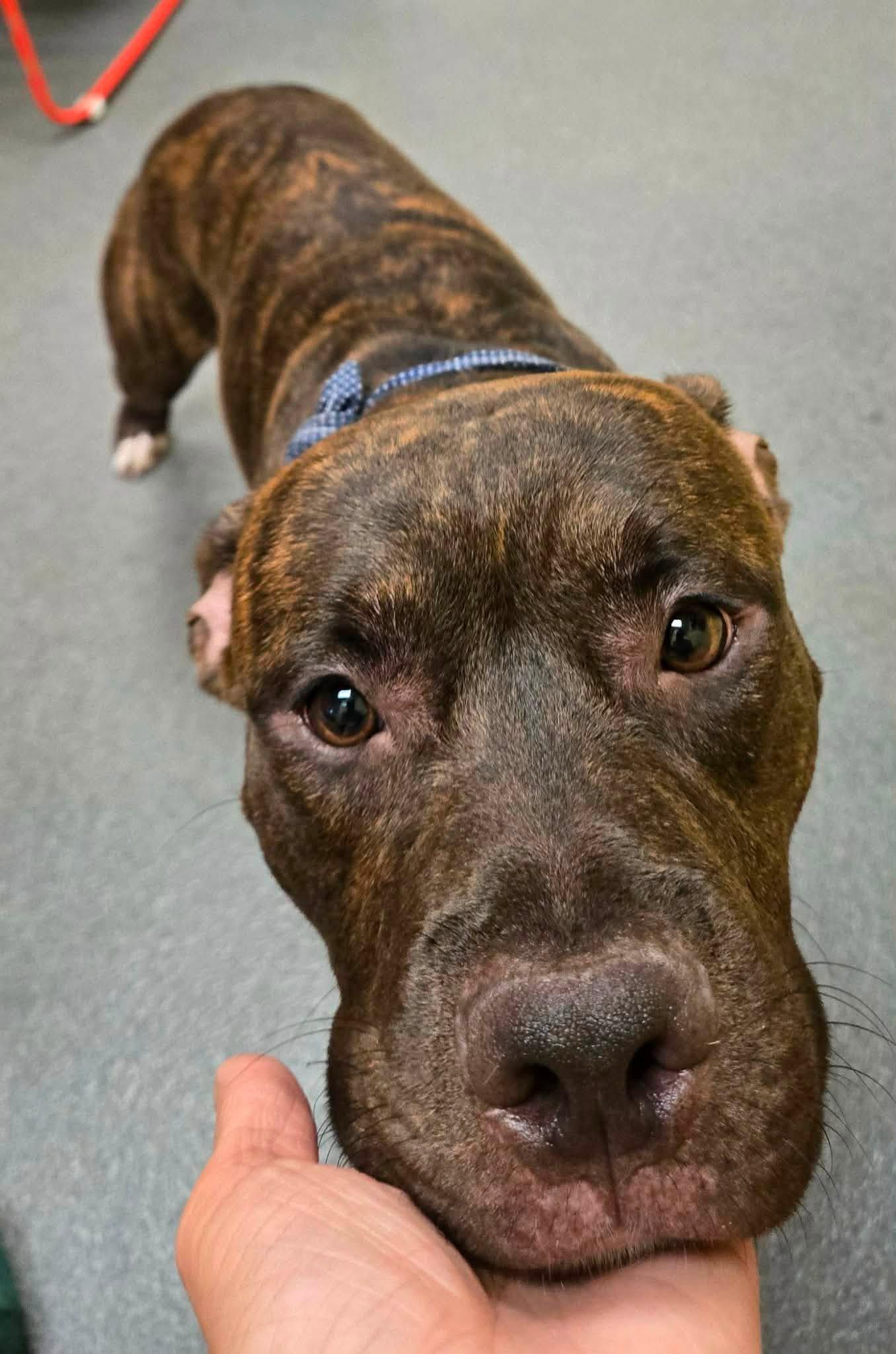 Gentry, a ADOPTABLE mixed breed in Amherst, VA image 2/4