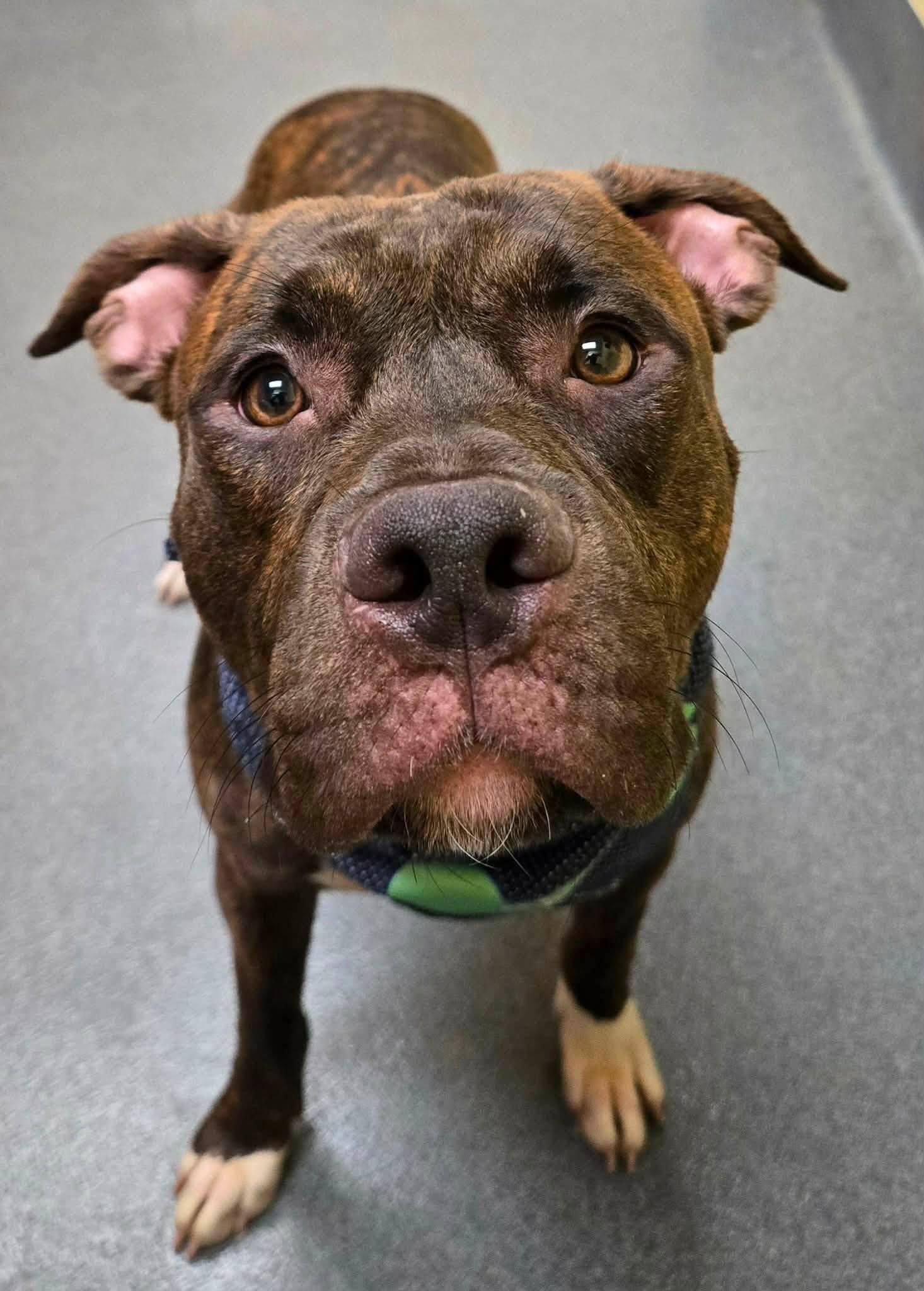 Gentry, a ADOPTABLE mixed breed in Amherst, VA image 1/4