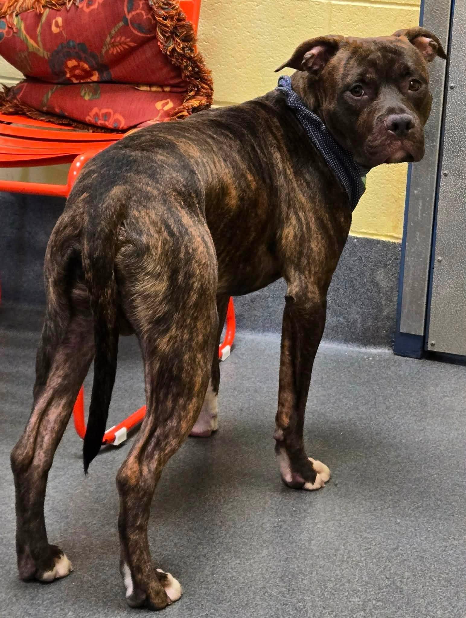Gentry, a ADOPTABLE mixed breed in Amherst, VA image 4/4