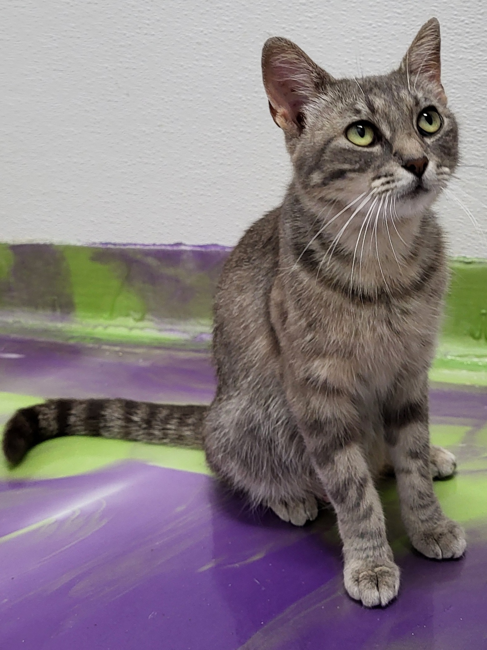 Margo, a Adoptable Domestic Short Hair in Anna, IL image 2/4