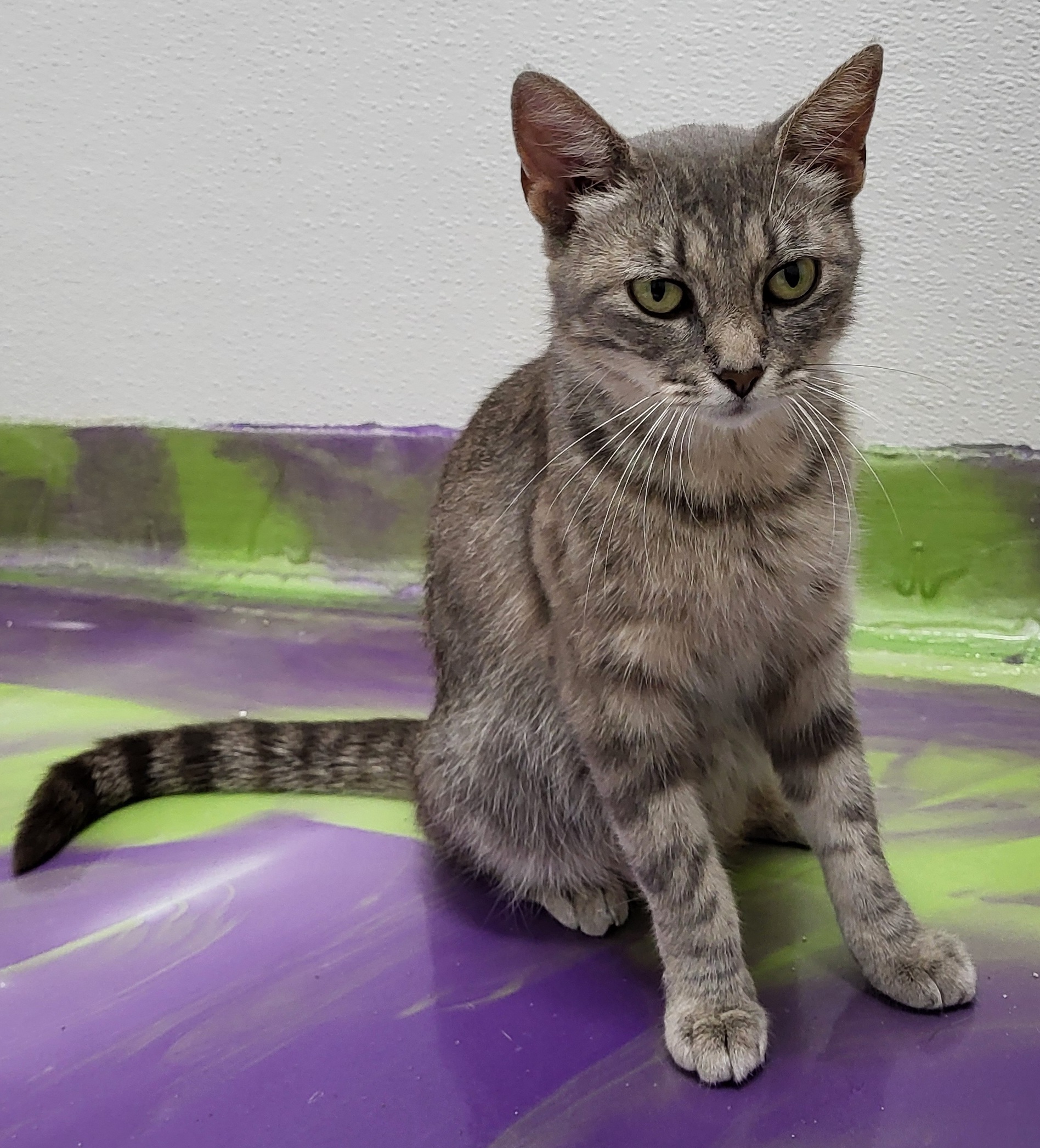Margo, a Adoptable Domestic Short Hair in Anna, IL image 3/4