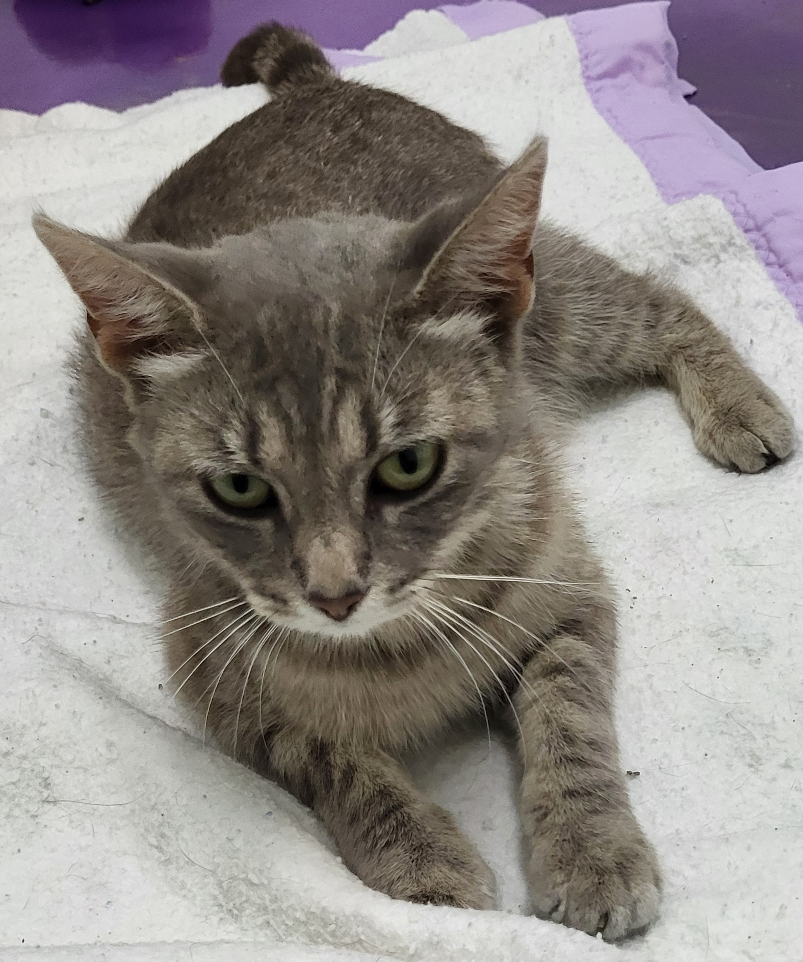 Margo, a Adoptable Domestic Short Hair in Anna, IL image 4/4