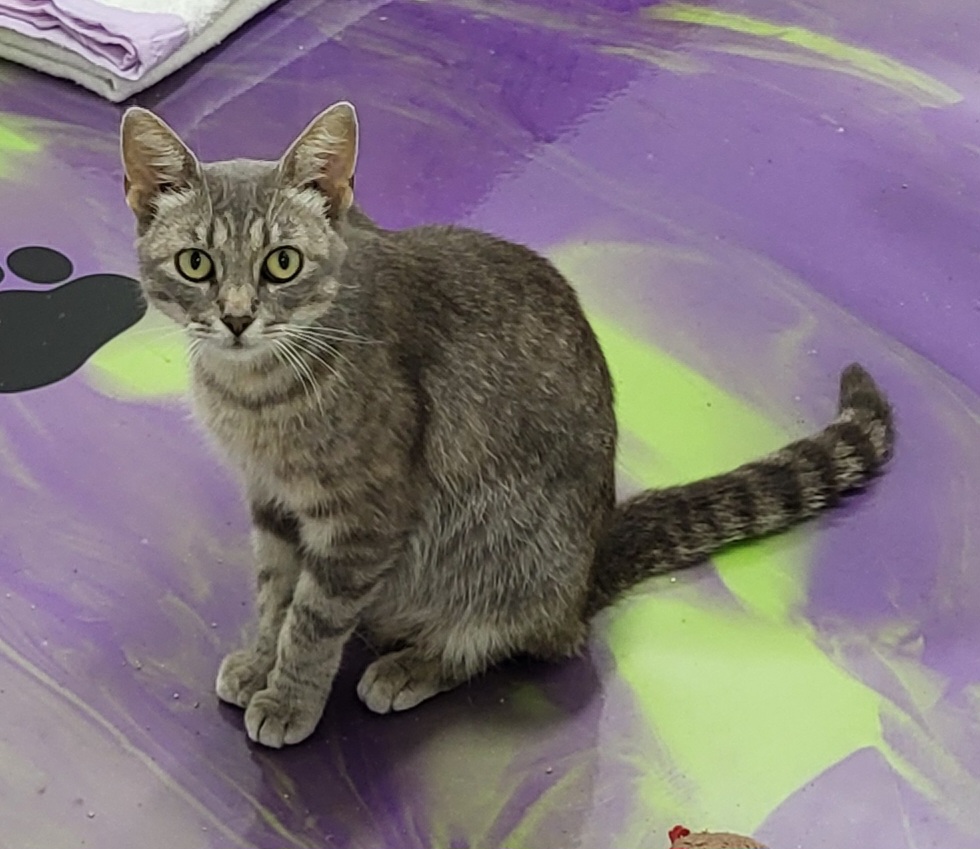 Margo, Adoptable, Adult Female Domestic Short Hair.