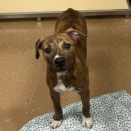 Fern, a ADOPTABLE mixed breed in Allen, TX image 3/3