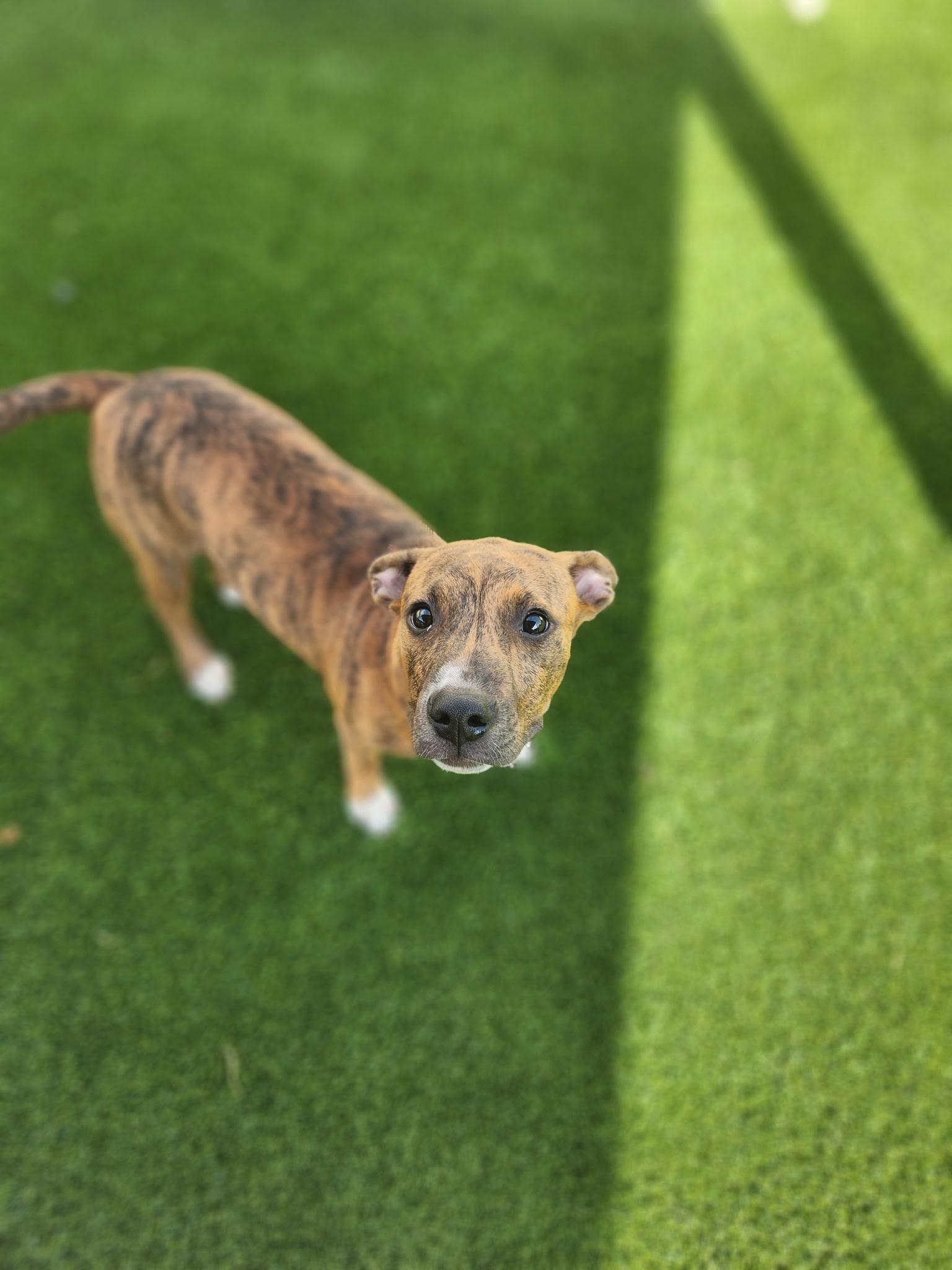 Fern, a ADOPTABLE mixed breed in Allen, TX image 2/3