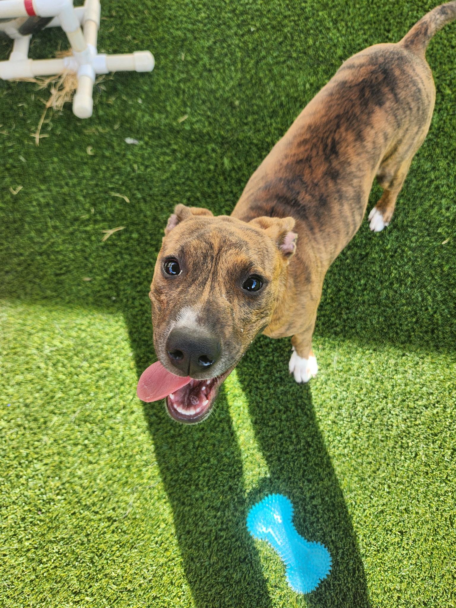 Fern, ADOPTABLE, Puppy Female Plott Hound.