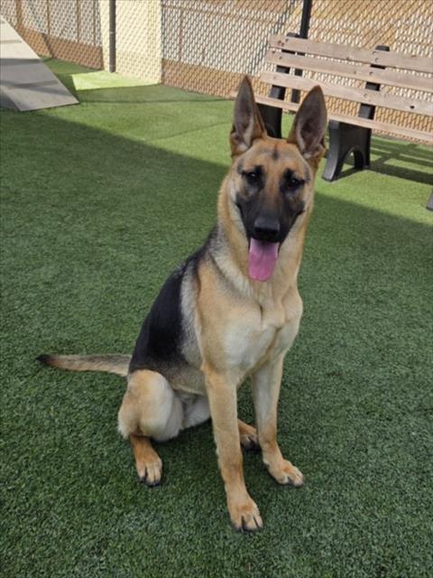 Enlarge FOREST, a Adoptable German Shepherd Dog in Norco, CA image 1/1