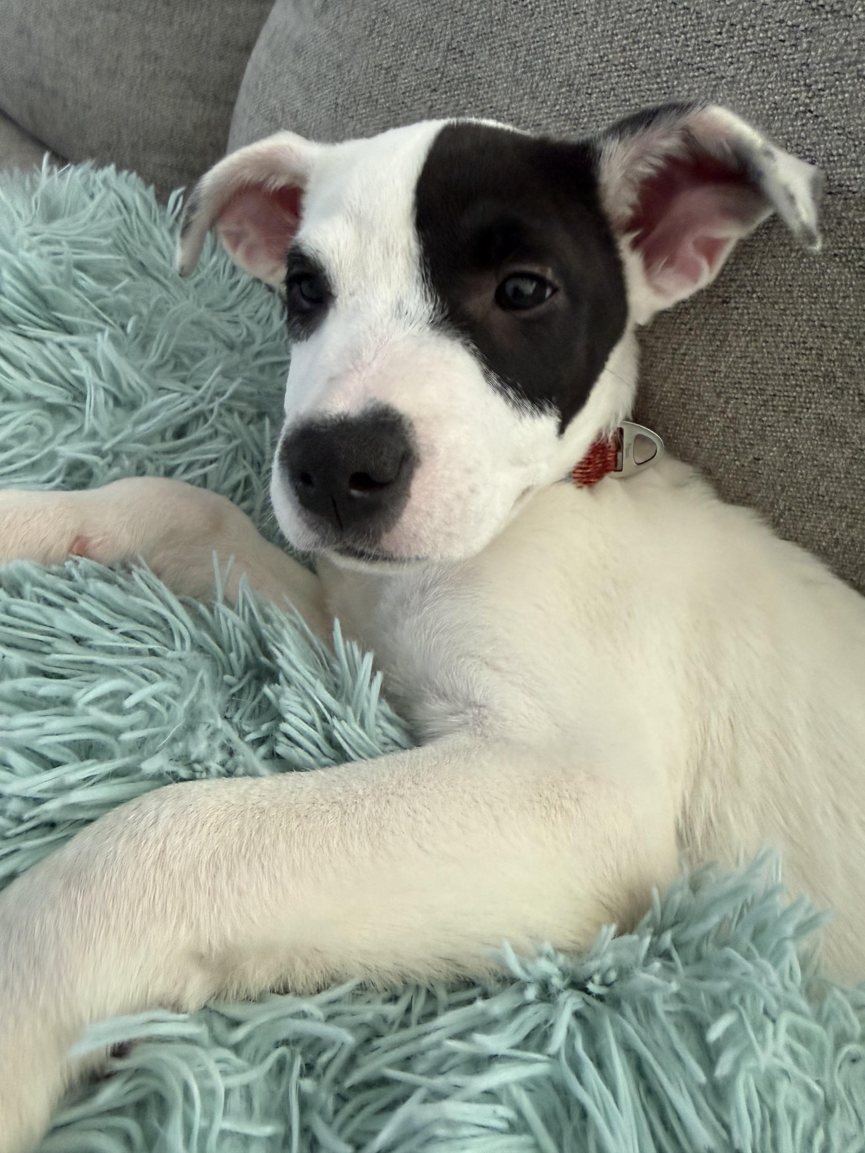 Enlarge Pearl, an adopted mixed breed in Kansas City, MO image 4/5