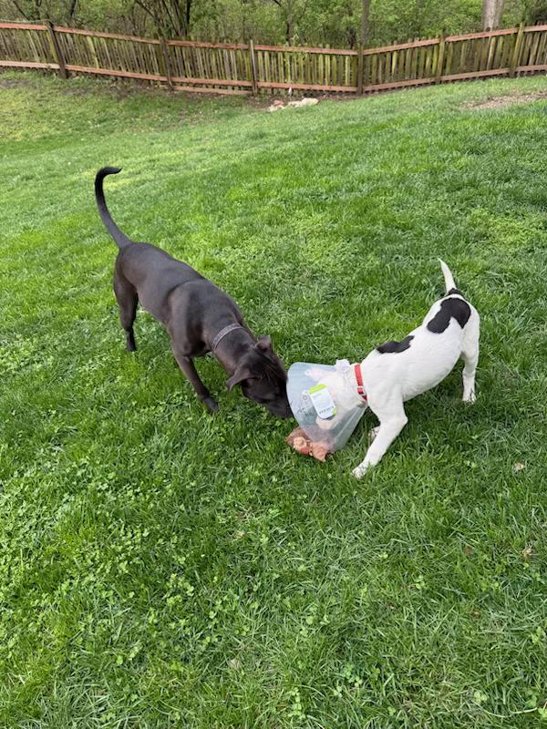 Enlarge Pearl, an adopted mixed breed in Kansas City, MO image 3/5