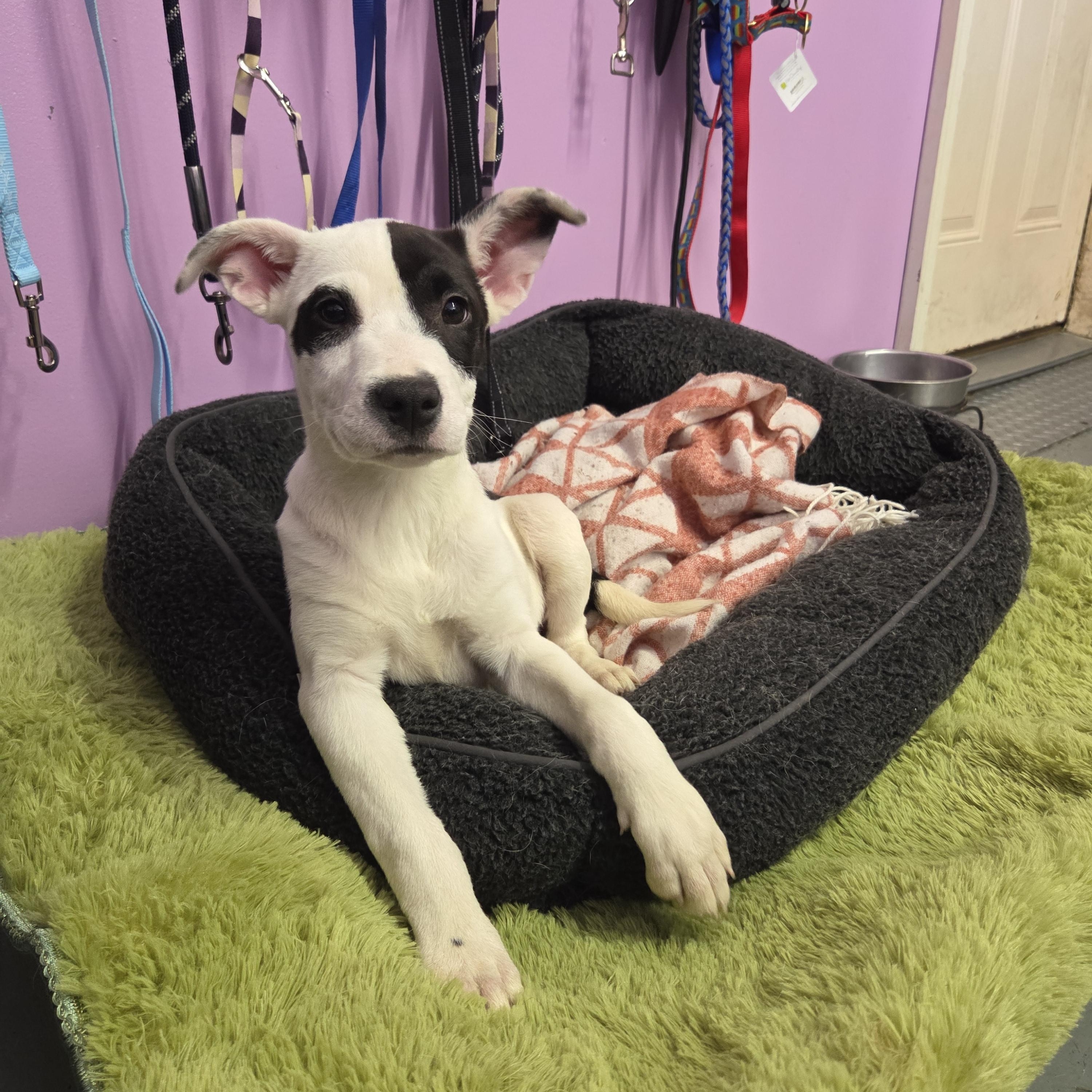 Enlarge Pearl, an adopted mixed breed in Kansas City, MO image 5/5