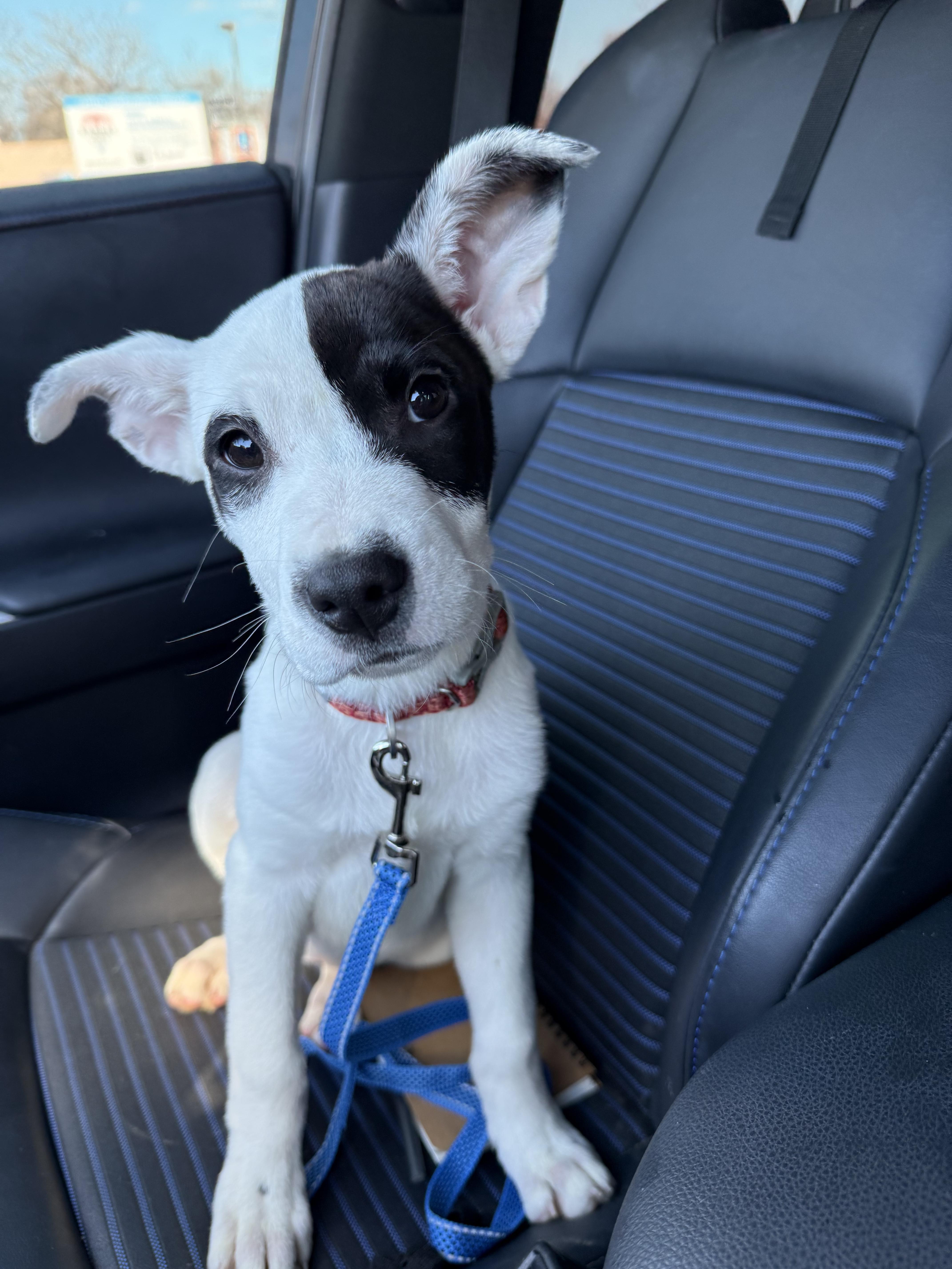 Enlarge Pearl, an adopted mixed breed in Kansas City, MO image 2/5