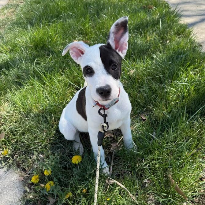 Pearl, adopted, Puppy Female Pit Bull Terrier & Labrador Retriever.