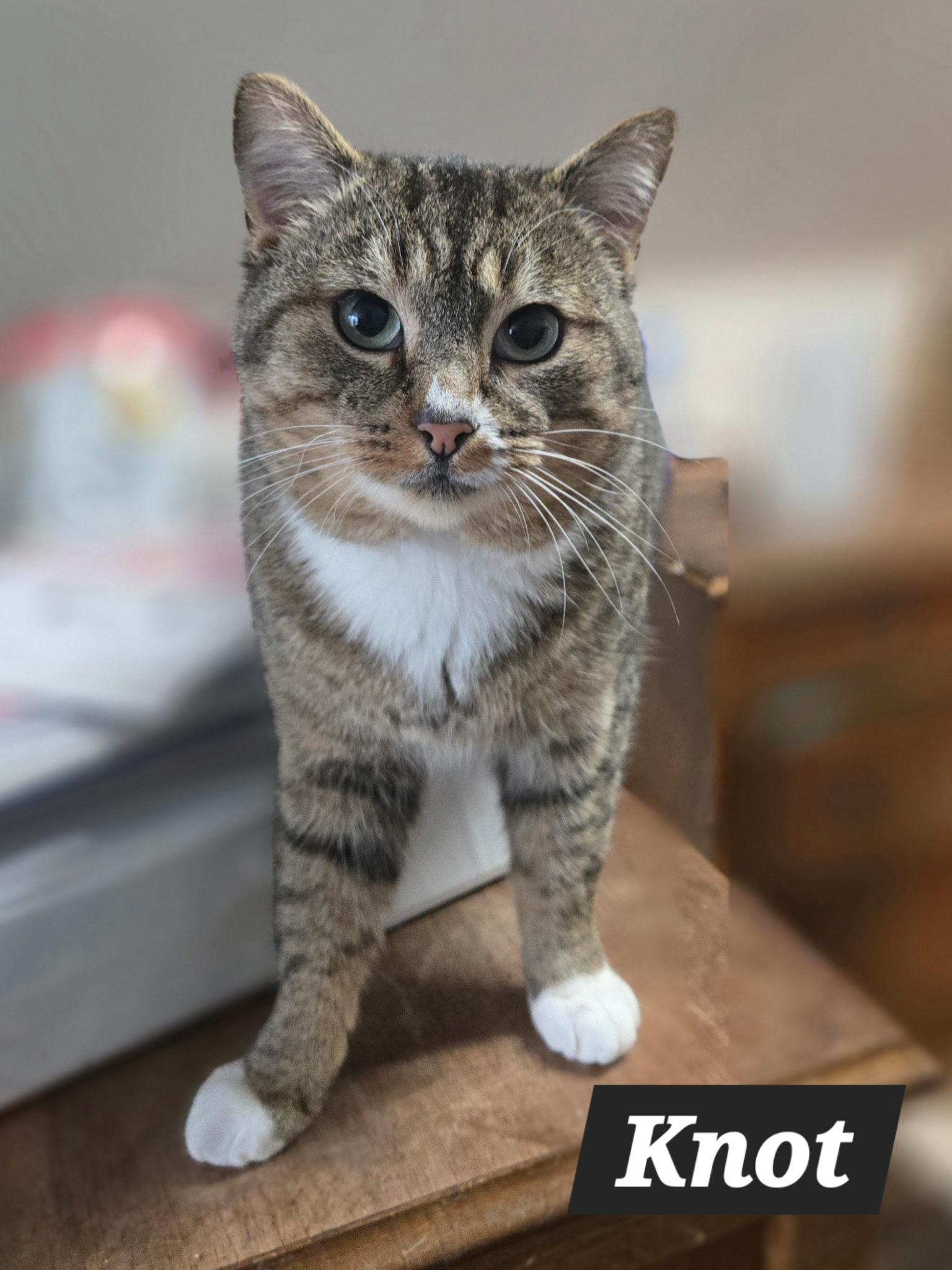 Knot , ADOPTABLE, Young Male Domestic Short Hair.