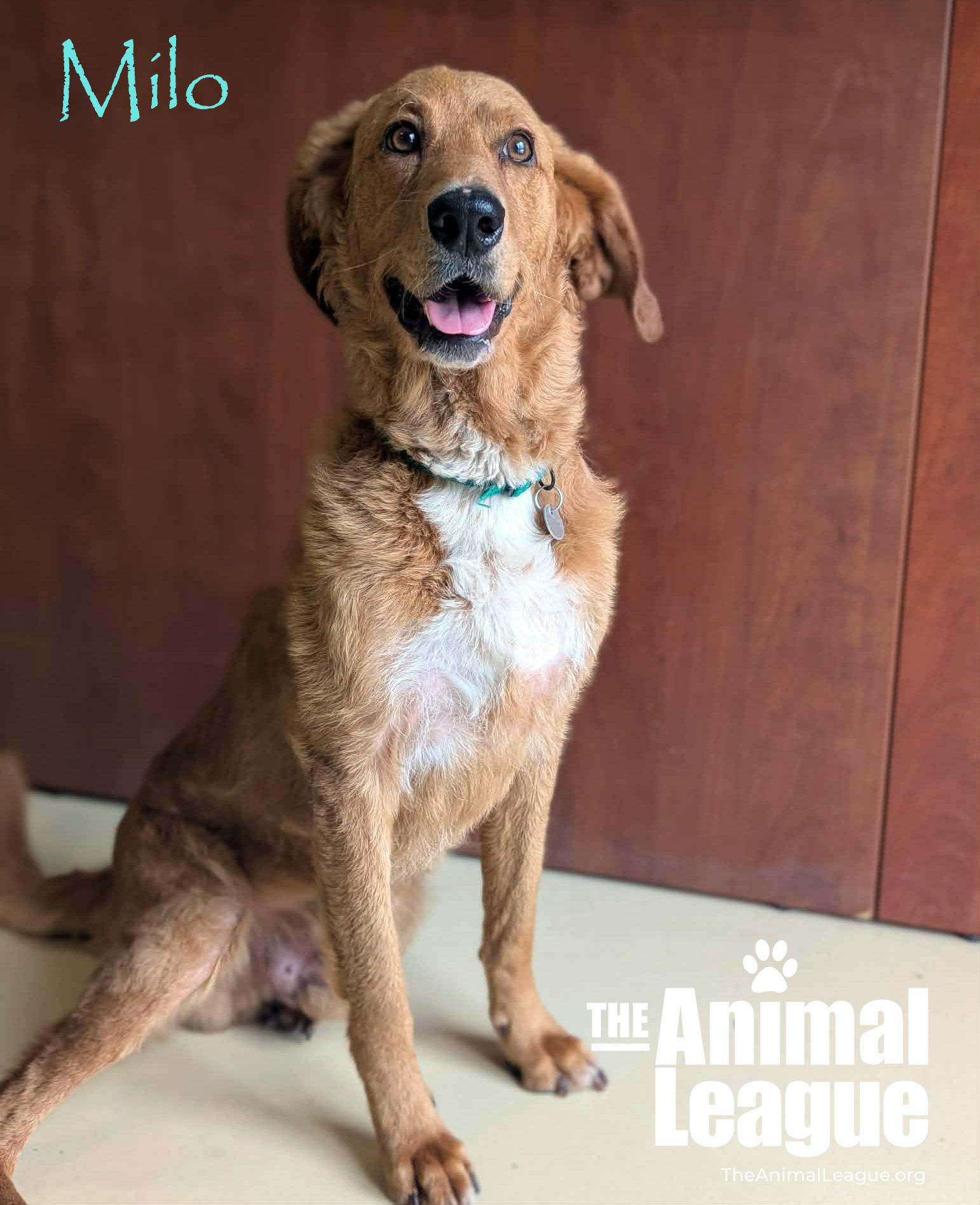 Milo, ADOPTABLE, Adult Male Golden Retriever & Labrador Retriever.