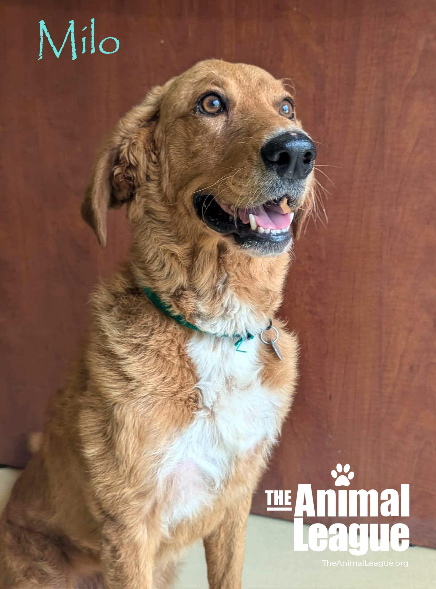Enlarge Milo, a ADOPTABLE mixed breed in Groveland, FL image 3/3