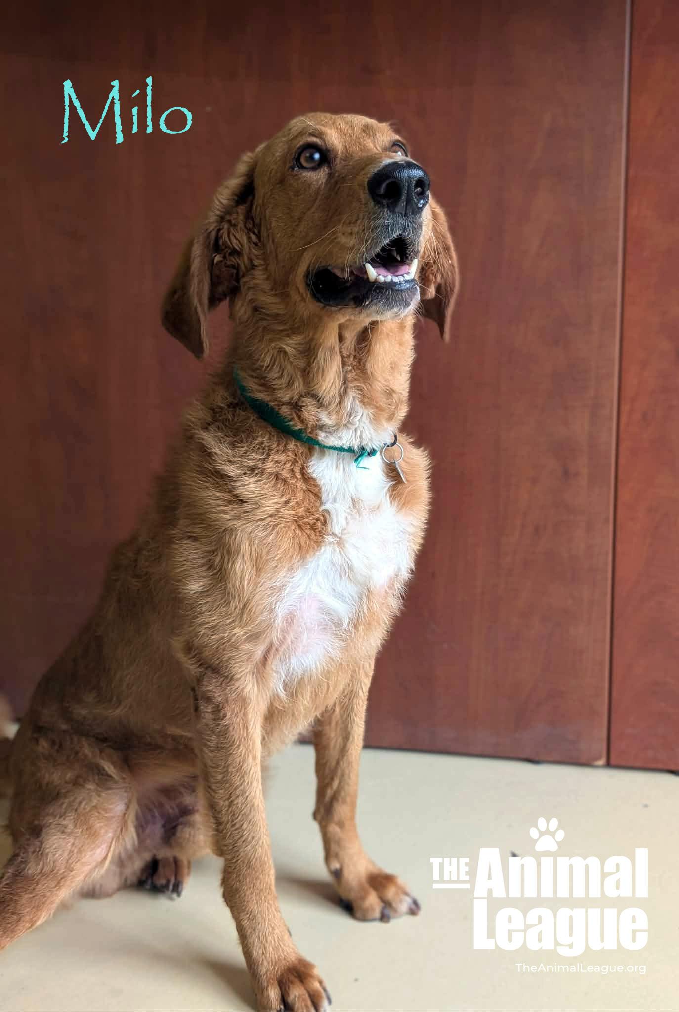 Enlarge Milo, a ADOPTABLE mixed breed in Groveland, FL image 2/3